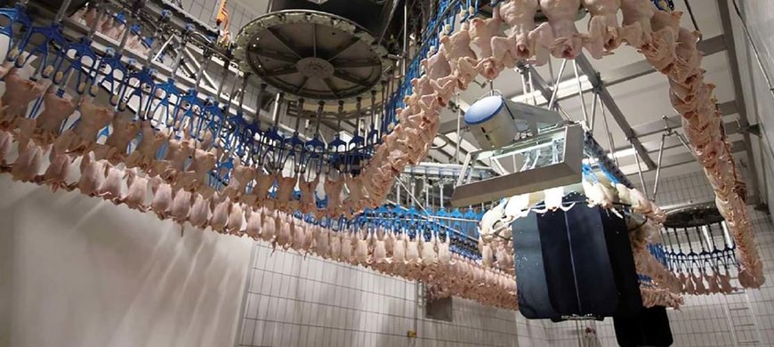 Accurate registration of weight and quality – a top priority in poultry processing